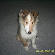 Collie langhåret Sussi