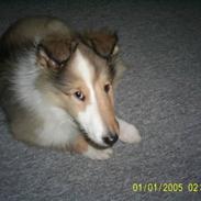 Collie langhåret Sussi