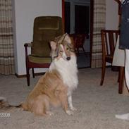 Collie langhåret Sussi