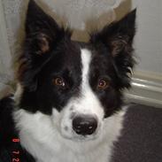 Border collie Champ