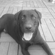 Labrador retriever buller (NYT HJEM)