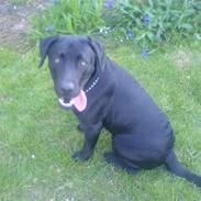 Labrador retriever buller (NYT HJEM)