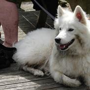 Samojedhund Ronja