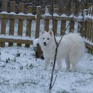 Samojedhund Ronja