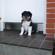 Shetland sheepdog Laika