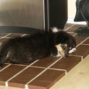 Shetland sheepdog Laika