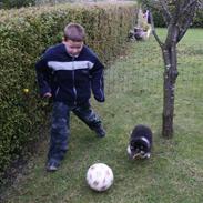 Shetland sheepdog Laika