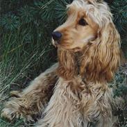 Cocker spaniel  Fie