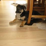 Blanding af racer Nemo