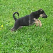 Blanding af racer Nemo