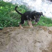 Blanding af racer Nemo