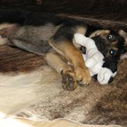 Blanding af racer Nemo