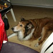 Shetland sheepdog Laika