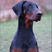 Dobermann Alfa R.I.P.