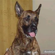 Blanding af racer Markus