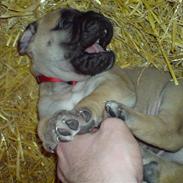 Bullmastiff Gibson