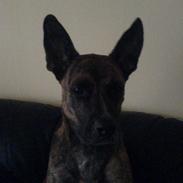 Blanding af racer Markus