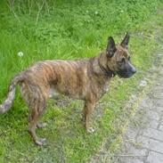 Blanding af racer Markus