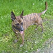 Blanding af racer Markus