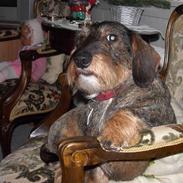 Gravhund Boldrup's AnnaBell