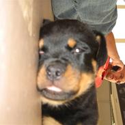 Rottweiler Jack (Heitah´s Quido)