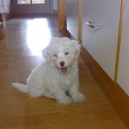 Coton de tulear Casmo