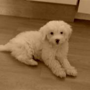 Coton de tulear Casmo