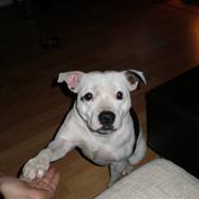 Staffordshire bull terrier Trunte