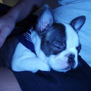 Boston terrier Elvis