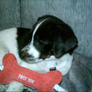 Dansk svensk gaardhund Gismo