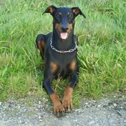 Dobermann Aya