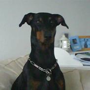 Dobermann Aya