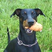 Dobermann Aya