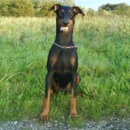Dobermann Aya
