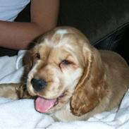 Cocker spaniel Molly
