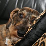 Gravhund Boldrup's AnnaBell