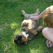 Gravhund Boldrup's AnnaBell