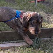 Gravhund Boldrup's AnnaBell