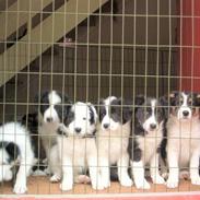 Border collie Xena