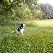 Border collie Xena