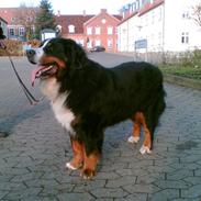 Berner sennenhund Von Pedersens Gismo (DØD)