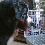 Berner sennenhund Von Pedersens Gismo (DØD)