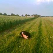 Berner sennenhund Von Pedersens Gismo (DØD)