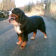 Berner sennenhund Von Pedersens Gismo (DØD)
