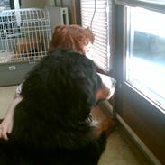 Berner sennenhund Von Pedersens Gismo (DØD)