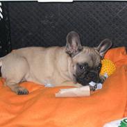 Fransk bulldog Bosse