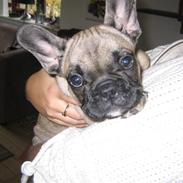 Fransk bulldog Bosse