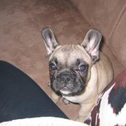 Fransk bulldog Bosse