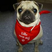Mops Lulu