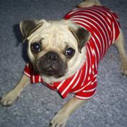 Mops Lulu